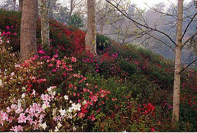 《原神》版块成2021年Reddit浏览量最大的版块